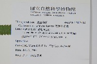 密腺小毛蕨藏品圖，第4張