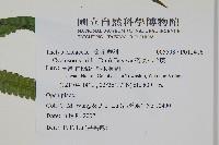 密腺小毛蕨藏品圖，第6張