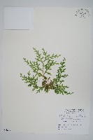 高雄卷柏藏品圖，第1張