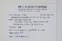 高雄卷柏藏品圖，第2張