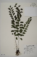 半月形鐵線蕨藏品圖，第1張