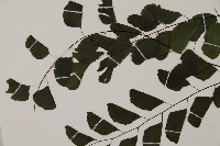 半月形鐵線蕨藏品圖，第4張