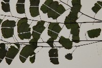 半月形鐵線蕨藏品圖，第5張