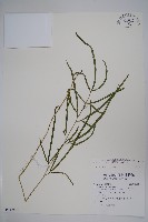 箭葉鳳尾蕨藏品圖，第1張