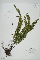 生芽鐵角蕨藏品圖，第1張