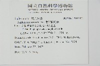 生芽鐵角蕨藏品圖，第2張