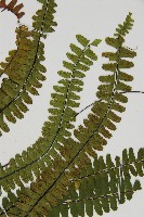 生芽鐵角蕨藏品圖，第3張