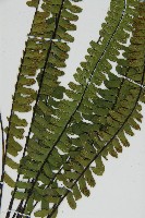 生芽鐵角蕨藏品圖，第4張