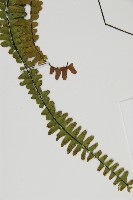 生芽鐵角蕨藏品圖，第5張