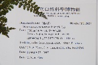 稀子蕨藏品圖，第2張