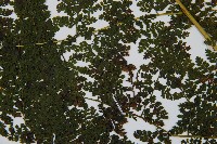 稀子蕨藏品圖，第3張