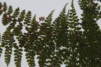 稀子蕨藏品圖，第4張