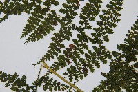 稀子蕨藏品圖，第5張