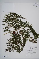稀子蕨藏品圖，第6張