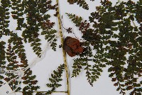 稀子蕨藏品圖，第9張