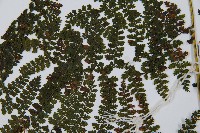 稀子蕨藏品圖，第10張