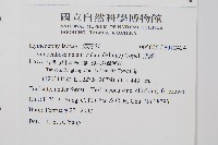 瓶蕨藏品圖，第2張