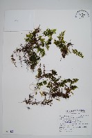 細葉蕗蕨藏品圖，第1張