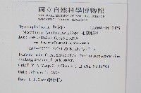 細葉蕗蕨藏品圖，第2張