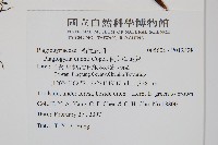 倒葉瘤足蕨藏品圖，第2張