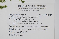 生根卷柏藏品圖，第2張