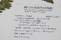 日本狗脊蕨藏品圖，第2張