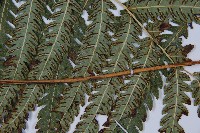 日本狗脊蕨藏品圖，第3張