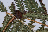 日本狗脊蕨藏品圖，第4張