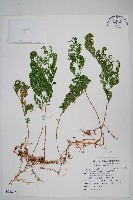 密葉卷柏藏品圖，第1張