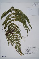 登錄號:P012432藏品圖，第1張