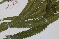 登錄號:P012432藏品圖，第3張