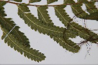 登錄號:P012432藏品圖，第4張