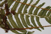 登錄號:P012432藏品圖，第5張