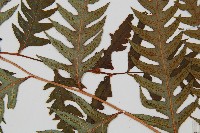 生芽狗脊蕨、頂芽狗脊蕨藏品圖，第3張