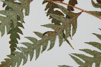 生芽狗脊蕨、頂芽狗脊蕨藏品圖，第4張