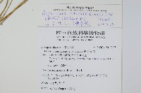 韓氏耳蕨藏品圖，第2張