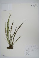 書帶蕨藏品圖，第1張