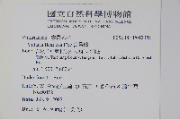 書帶蕨藏品圖，第2張