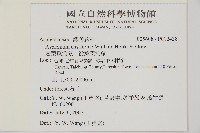 劍葉鐵角蕨、箭葉鐵角蕨藏品圖，第2張