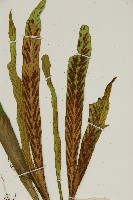 劍葉鐵角蕨、箭葉鐵角蕨藏品圖，第3張