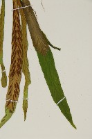 劍葉鐵角蕨、箭葉鐵角蕨藏品圖，第4張