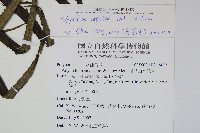 箭葉水龍骨、擬水龍骨藏品圖，第2張