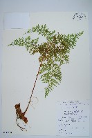 台灣小膜蓋蕨藏品圖，第1張