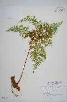 台灣小膜蓋蕨藏品圖，第6張