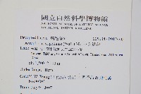 台灣小膜蓋蕨藏品圖，第7張