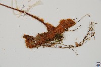 台灣小膜蓋蕨藏品圖，第8張