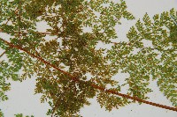 台灣小膜蓋蕨藏品圖，第9張