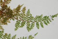 台灣小膜蓋蕨藏品圖，第10張