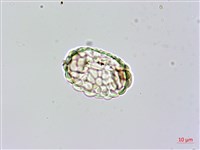 台灣小膜蓋蕨藏品圖，第4張