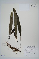 膜葉星蕨藏品圖，第1張